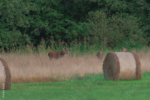 Fototapeta Naklejka Na Ścianę i Meble -  Jelenie na leśnej polanie pokrytej suchą żółtą trawą. Jest jesień, okres godowy jeleni.
