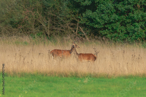Fototapeta Naklejka Na Ścianę i Meble -  Jelenie na leśnej polanie pokrytej suchą żółtą trawą. Jest jesień, okres godowy jeleni.