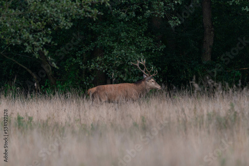 Fototapeta Naklejka Na Ścianę i Meble -  Polana położona w puszczy, porośnięta wysoką suchą trawą. Wśród traw widać dorodne jelenie z nogami skrytymi w trawach. 