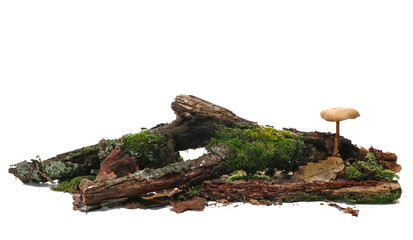 Green moss on rotten branch with mushroom isolated on white, side view