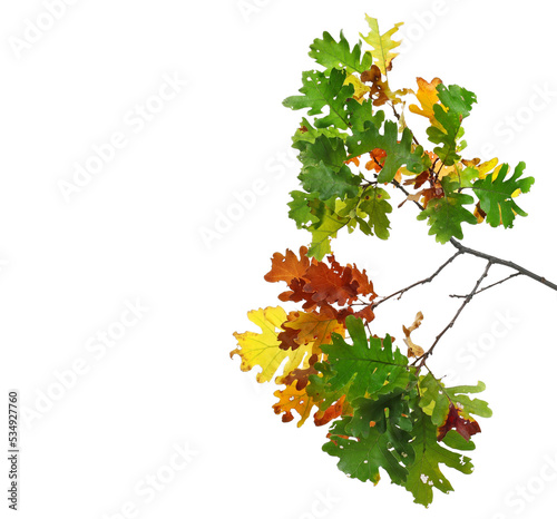 Oak leaves on branch, colorful foliage in autumn isolated on white 