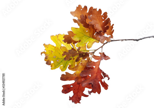 Oak leaves on branch, colorful foliage in autumn isolated on white 
