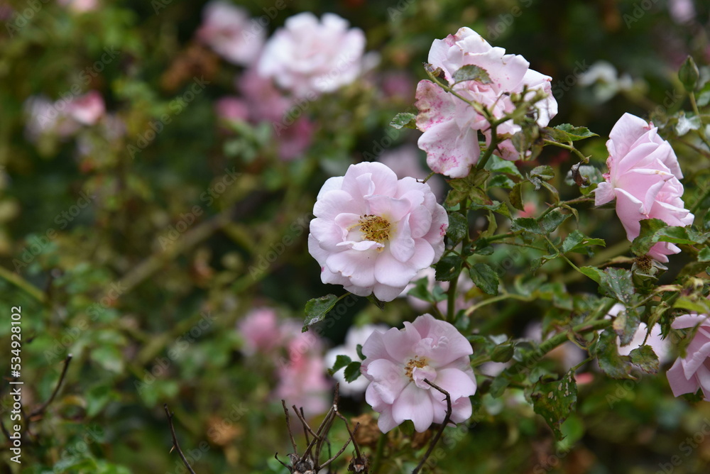 Light pink rose hip bush Light pink rose hip bush
