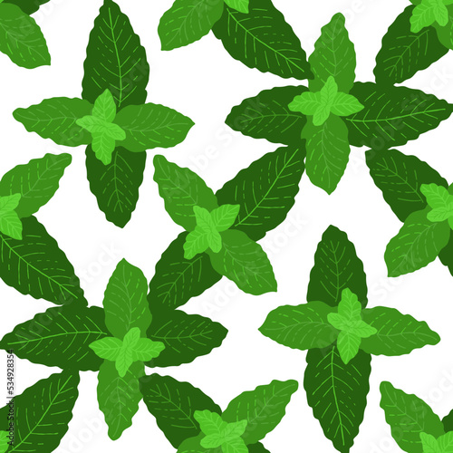 Seamless pattern with herbal mint illustration on white background