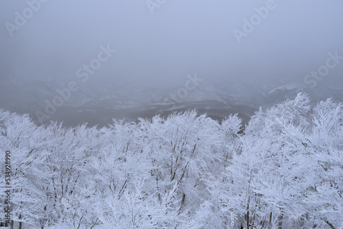 雪山の霧氷