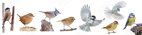 Collection of European small birds, PNG, isolated on transparent background
