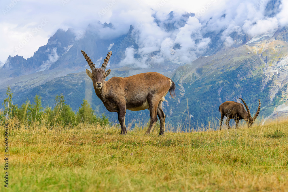 Alpine Ibex in front of Iconic Mont-Blanc Mountain Range on a cloudy Summer Day. Alpine Ibex in front of Iconic Mont-Blanc Mountain Range on a cloudy Summer Day.