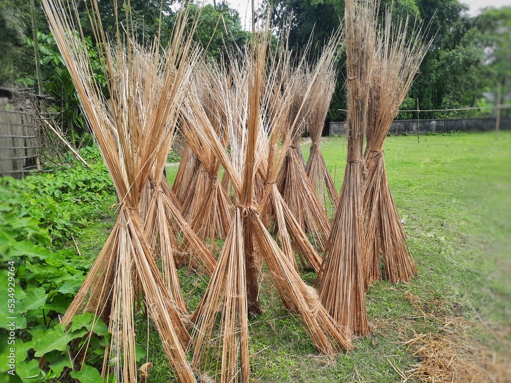 Jute stalks laid for sun drying. Jute cultivation in Assam, India. Dry
