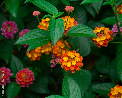 flores naranjas