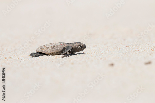 turtle hatchling on the beach