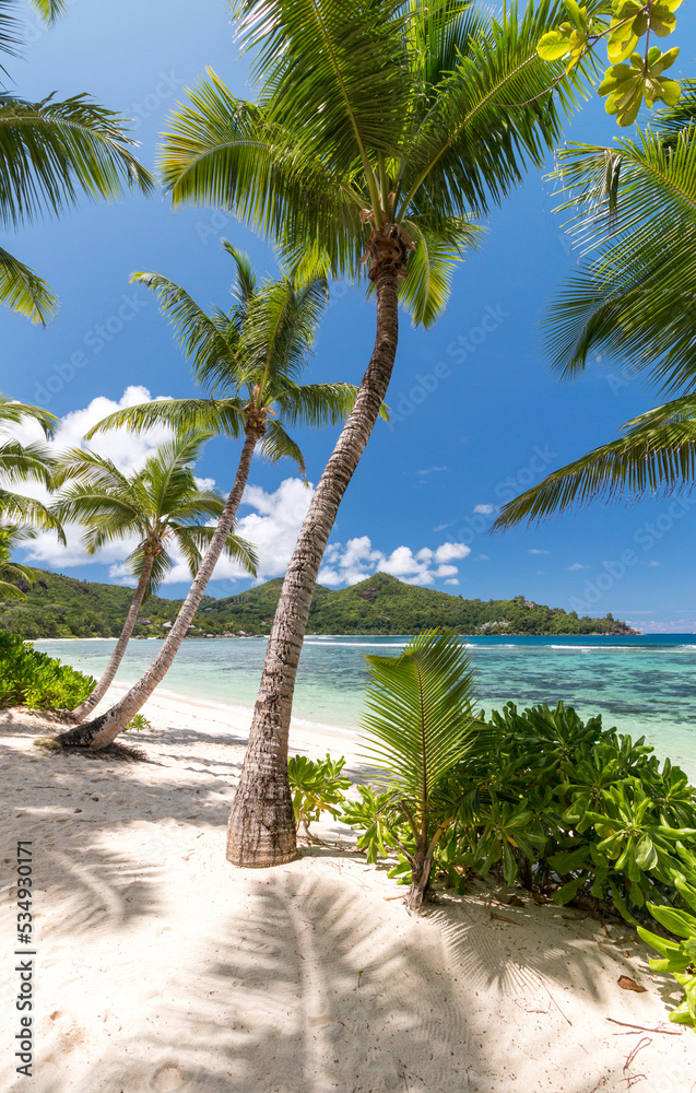 Fototapeta premium tropical beach with palm trees