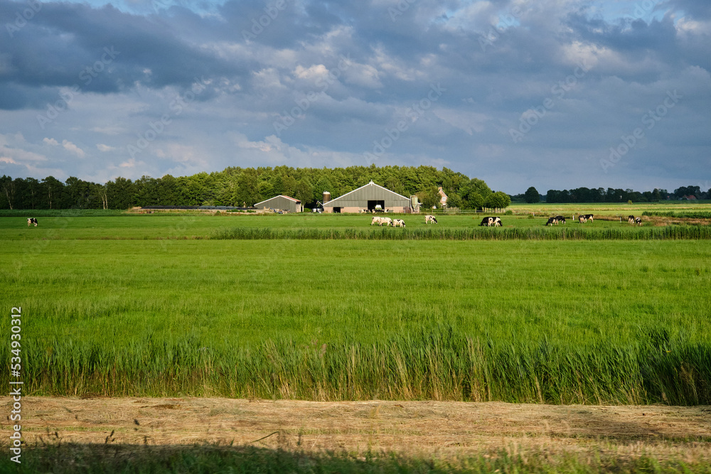 Cows in pasture with farm in the background. Dutch government wants to expropriate farmers to reduce livestock to solve the nitrogen crisis for housing and road construction Cows in pasture with farm in the background. Dutch government wants to expropriate farmers to reduce livestock to solve the nitrogen crisis for housing and road construction