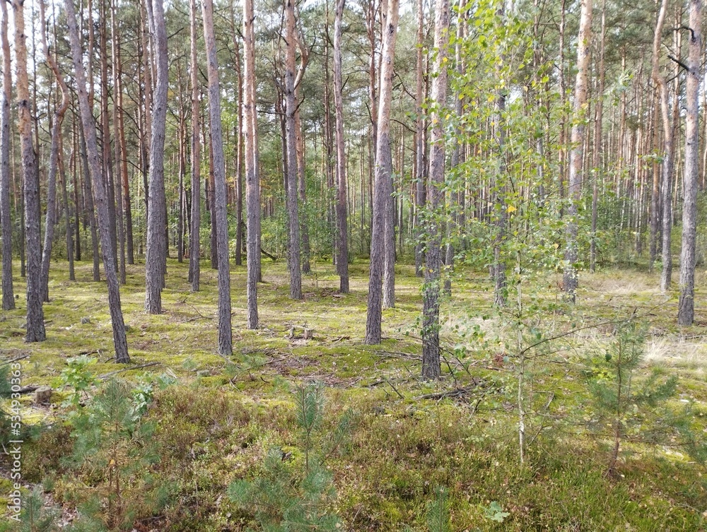 Obraz premium forest in spring