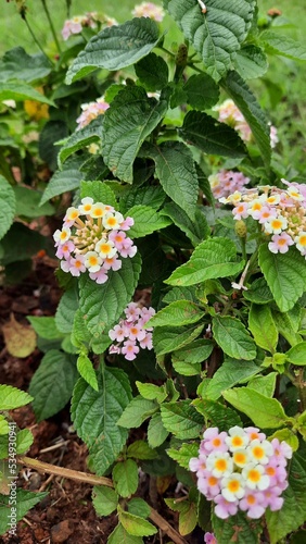 White and pink wild flower in bush. The flower known as Lantana Camara. Usually used as decorative exterior plant. Selective focus with blurry background 