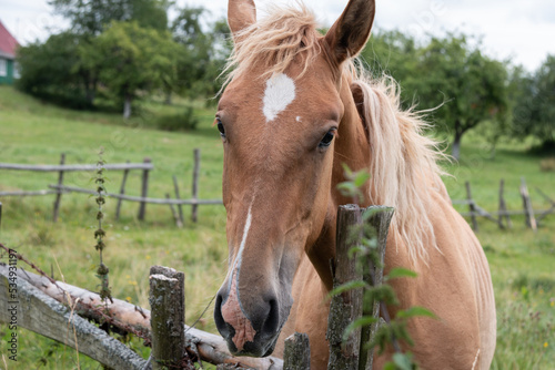 A beautiful red horse with a white spot on its forehead grazes in a meadow. Close-up. Walking a horse.