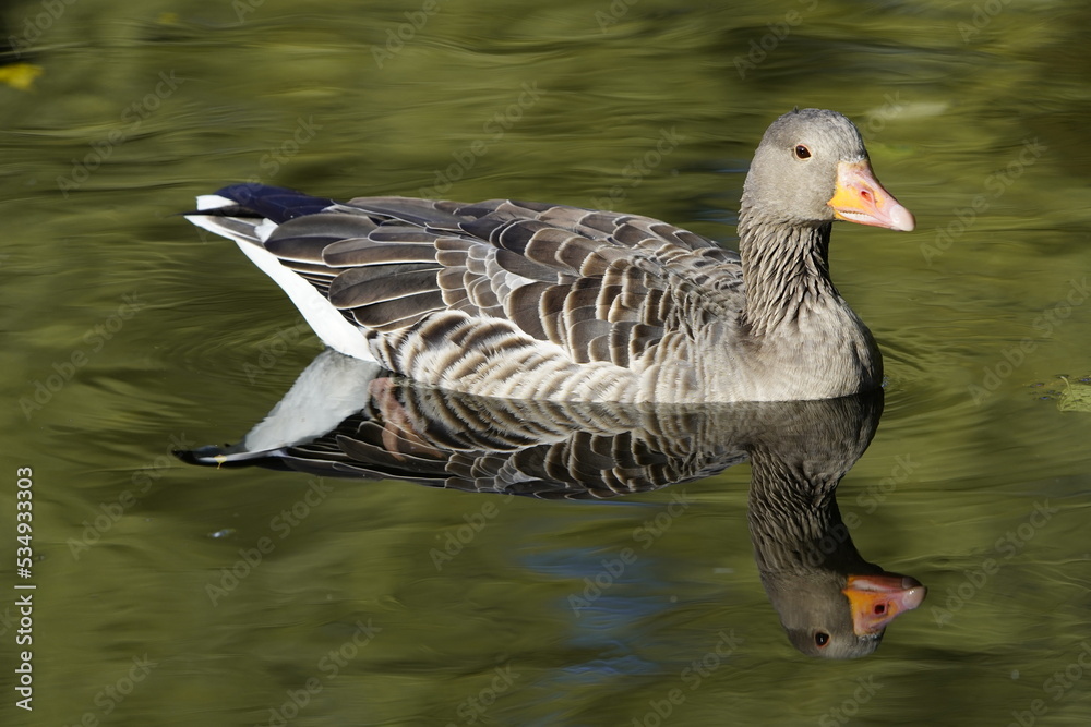 Fototapeta premium Gray goose (Anser anser) Anatidae family. Hanover, Germany.