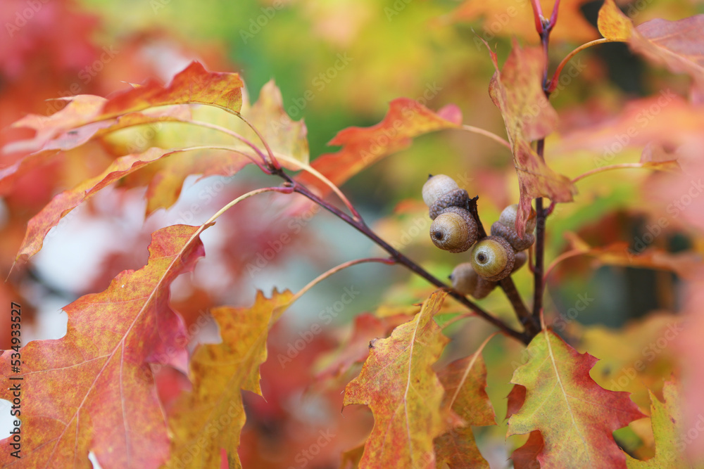 Obraz premium Аcorns on an oak branch