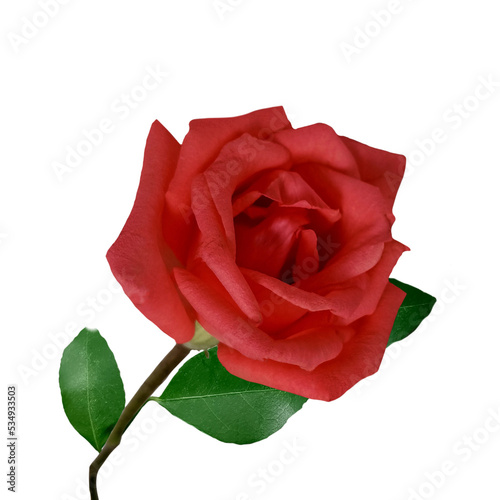 red rose isolated on white