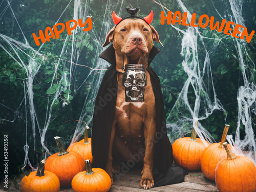 фотографія Charming, sweet brown dog and Count Dracula costume
