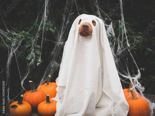 Happy Halloween. Charming, lovable brown puppy and ghost costume. Close-up, indoors. Studio shot. Congratulations for family, relatives, loved ones, friends and colleagues. Pet care concept
