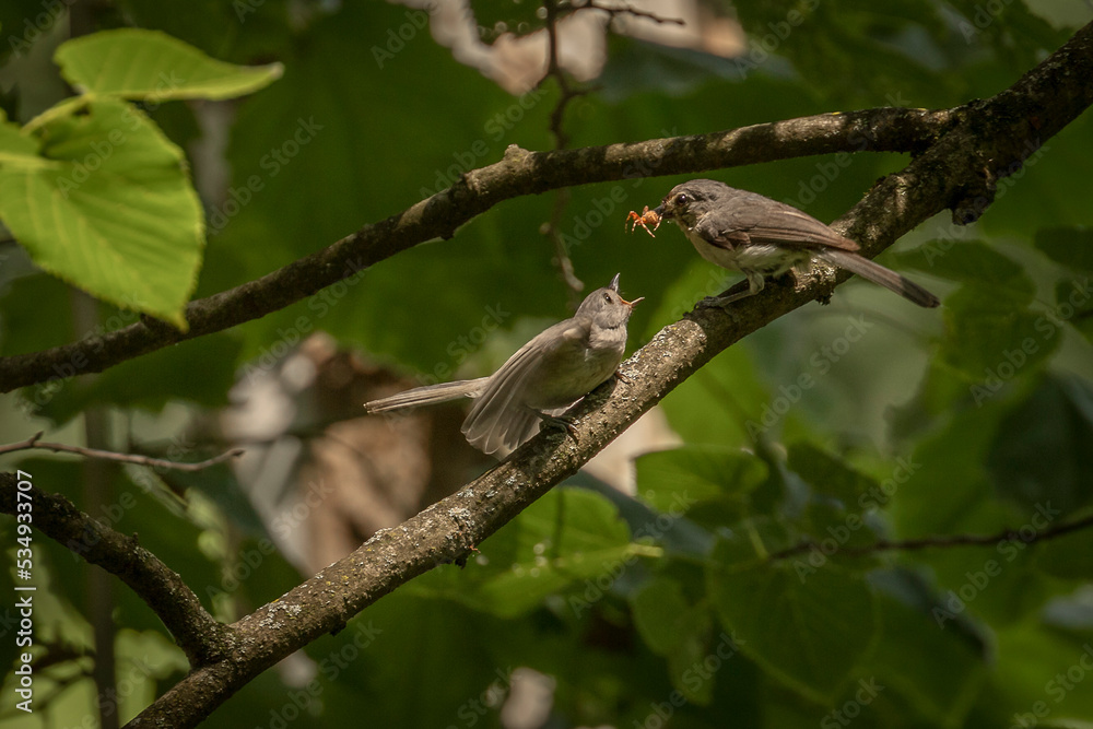 Tufted Titmouse feeds its young a spider Tufted Titmouse feeds its young a spider