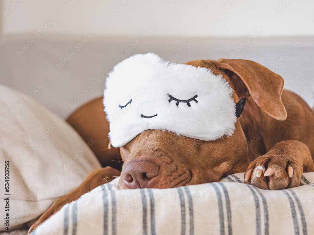 Fototapeta premium Lovable, pretty puppy lying on the bed. Close-up, indoor, studio photo. Day light. Concept of care, education, obedience training and raising pets