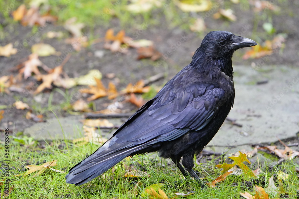 The carrion crow (Corvus corone) is a passerine bird of the family Corvidae and the genus Corvus which is native to western Europe and eastern Asia. The carrion crow (Corvus corone) is a passerine bird of the family Corvidae and the genus Corvus which is native to western Europe and eastern Asia.