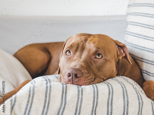 Lovable, pretty puppy lying on the bed. Close-up, indoors, studio photo. Day light. Concept of care, education, obedience training and raising pets