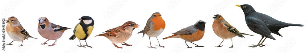 Fototapeta premium Collection of the most common European birds, isolated on transparent background