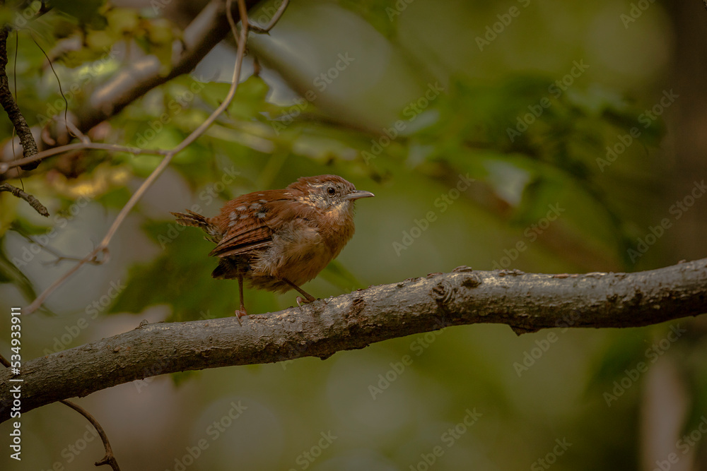 Carolina Wren sitting on a tree branch Carolina Wren sitting on a tree branch