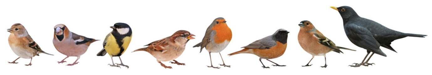 Collection of the most common European birds, isolated on transparent background