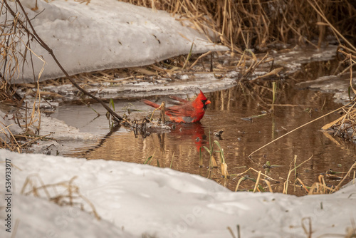 Male Northern Cardinal takes a bath