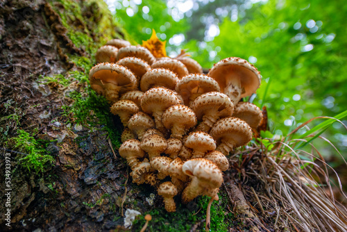 Armillaria mellea - honey fungus in forest - very taste edible mushroom