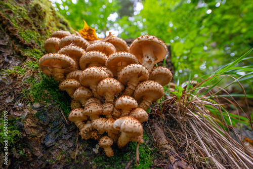 Armillaria mellea - honey fungus in forest - very taste edible mushroom