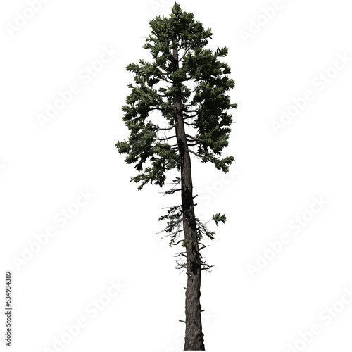 Принти на полотні Douglas Fir Tee - Front View