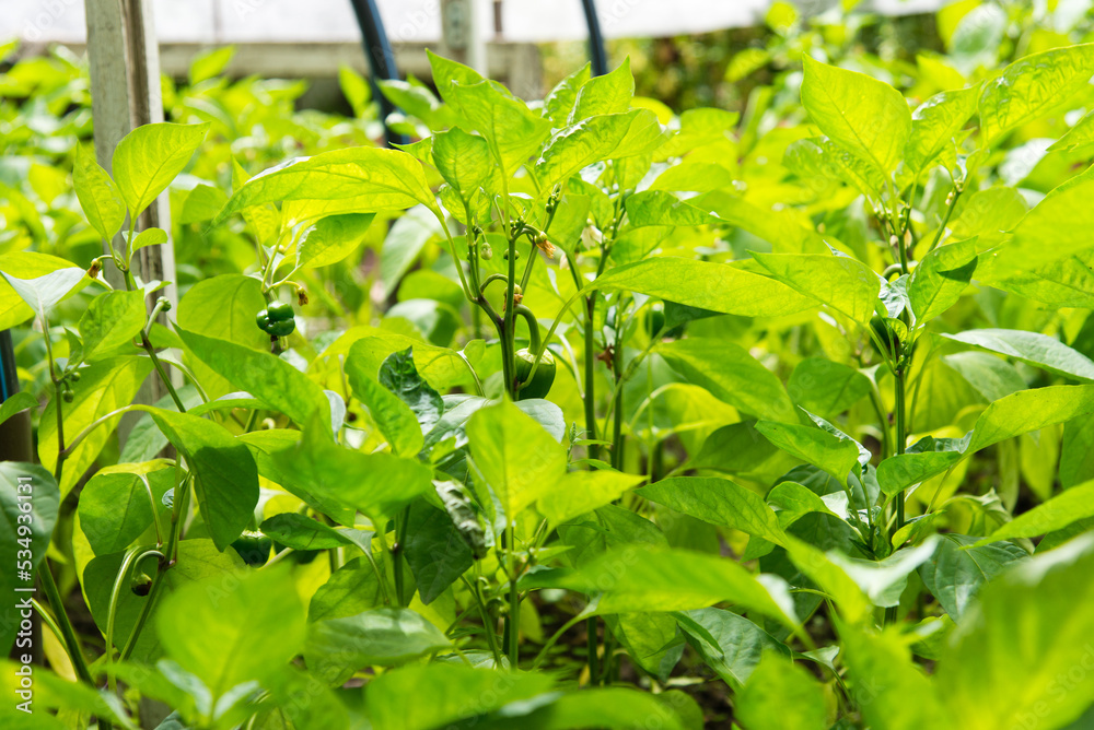 Bunch of green pepper on a plant during ripening. Outdoors. Bunch of green pepper on a plant during ripening. Outdoors.