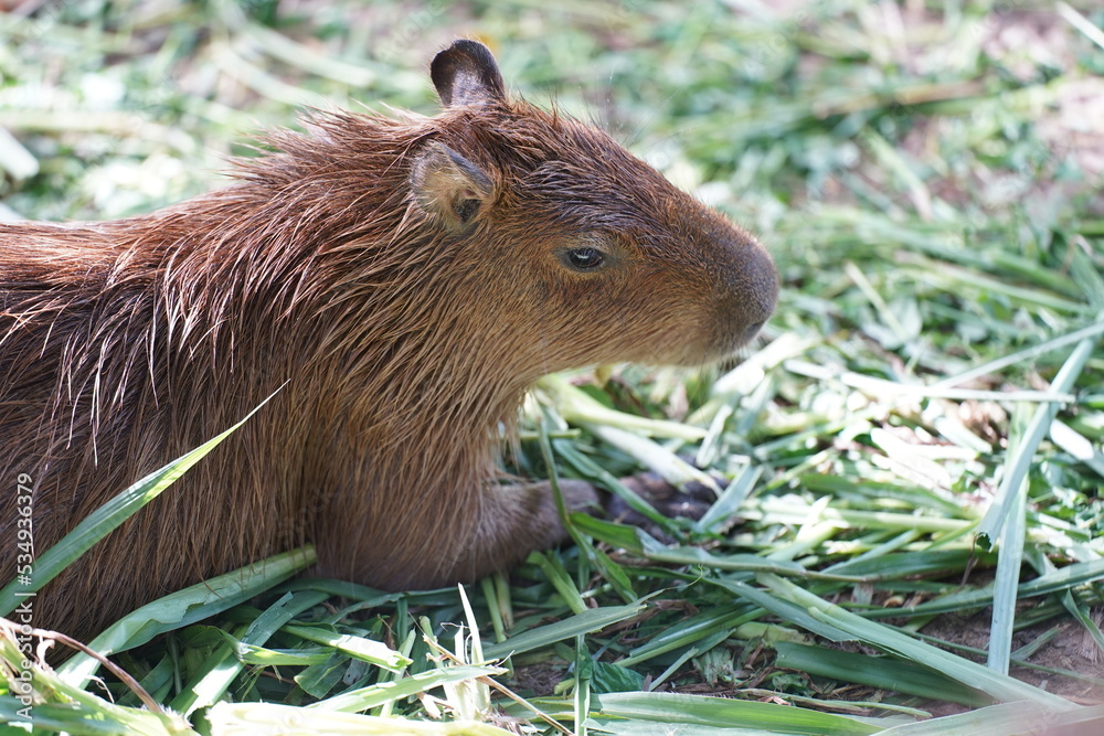 capybara eatiing the plant
capybara eatiing the plant
