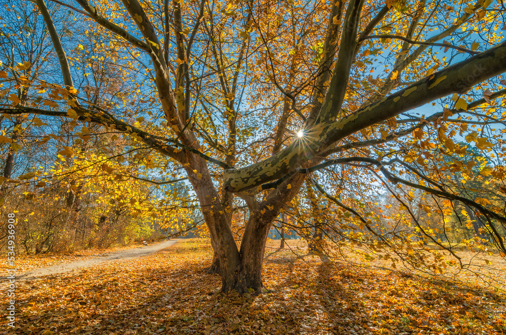 Golden autumn in the park