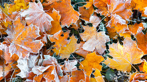 Фотография First morning frost on a dry fallen maple leaves