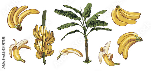 vector set of bananas and banana palm. palm leaves and branches. collection of hand drawn banana elements