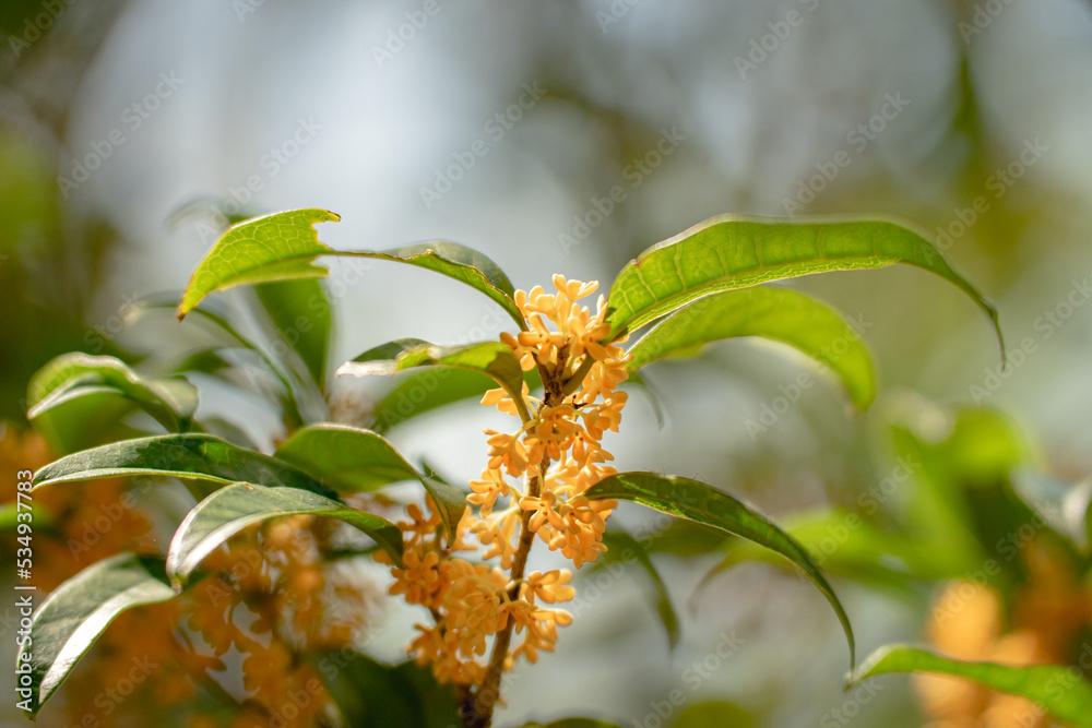 秋の花 キンモクセイ 金木犀 秋の花 キンモクセイ 金木犀