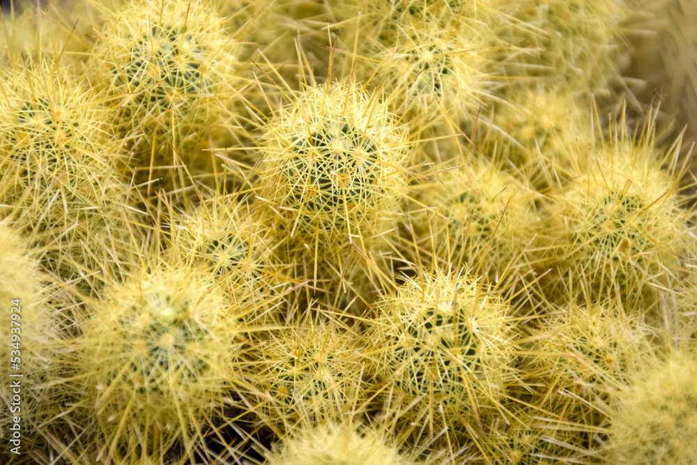Background of cactus with long yellow spines, full frame. Cactus plant close up. Selective focus. Background of cactus with long yellow spines, full frame. Cactus plant close up. Selective focus.