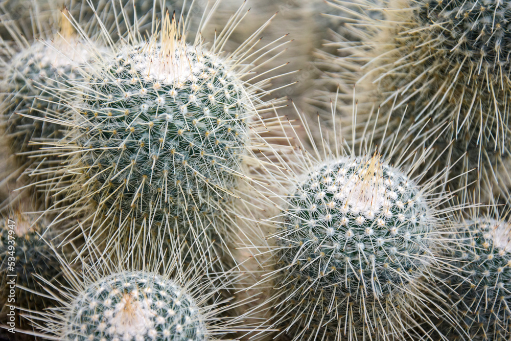 Background of cactus with long spines, full frame. Cactus plant close up. Selective focus. Background of cactus with long spines, full frame. Cactus plant close up. Selective focus.