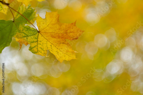 Autumn yellow maple foliage close-up on a blurred background. Leaf fall.