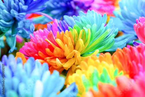 
multicolored rainbow chrysanthemums photo