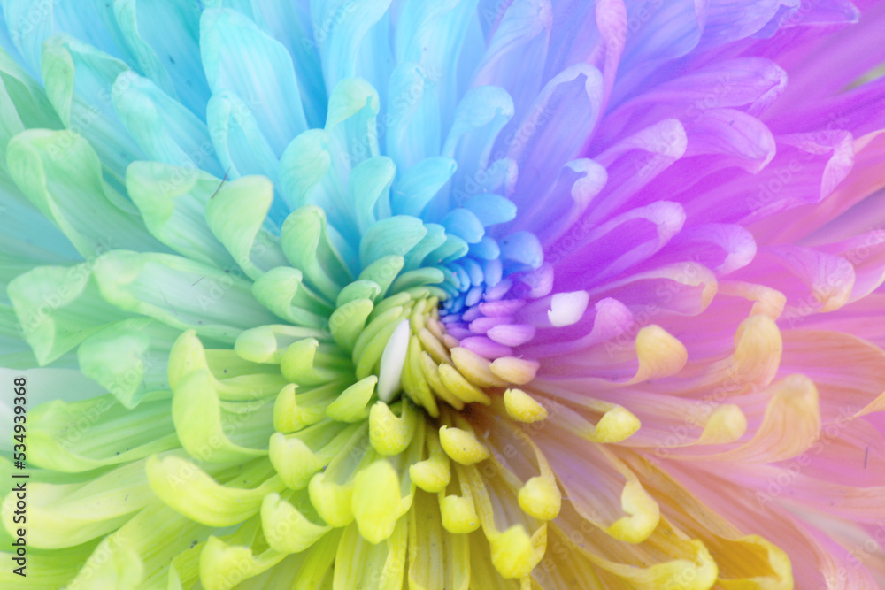 Fototapeta premium The beautiful rainbow-colored chrysanthemums are produced by genetically engineered at the nanoscale to give one flower a rainbow-like color.