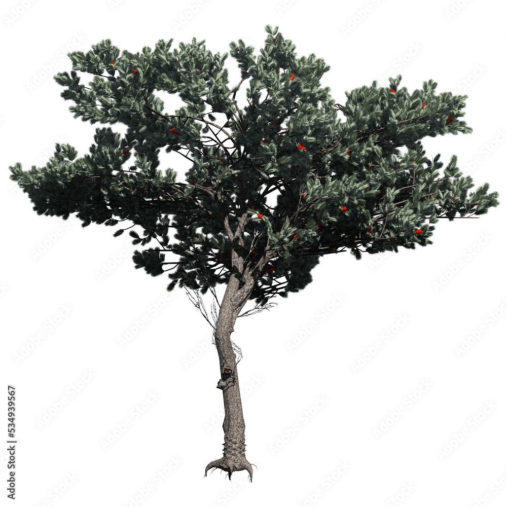 Italian Stone Pine Tree - Front View