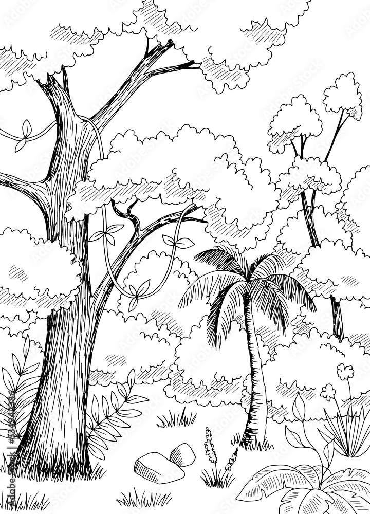rainforest black and white drawings