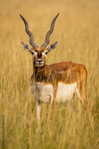 wild male blackbuck or antilope cervicapra or indian antelope head on with long horns portrait in natural grassland at Blackbuck National Park Velavadar bhavnagar gujrat india asia