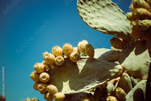 Natural prickly pear cactus aka opuntia ficus indica aka indian fig in Calabria photo
